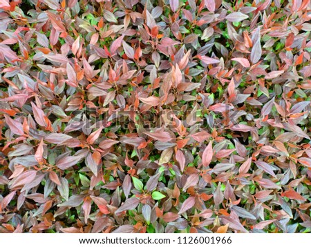 Purple leaf background, Garden fresh