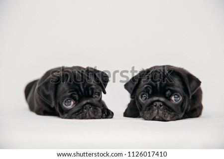 Cute little black pug pictures