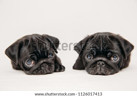 Cute little black pug pictures