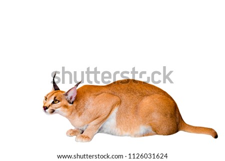 Caracal cat,kitty 8 month isolate on background,copy space, technical closed up.