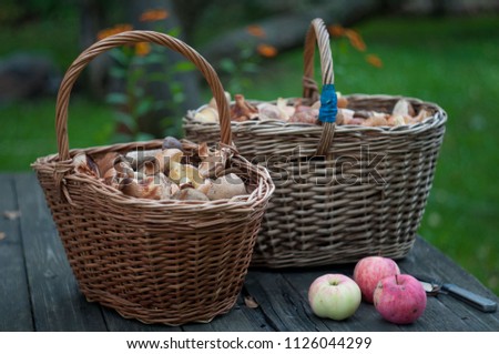 Bright wild mushrooms Leccinum, Boletus, Cep, Chanterelles lies in two wicker baskets with three apples. Close up with selective focus and neutral soft background of green grass and ground.