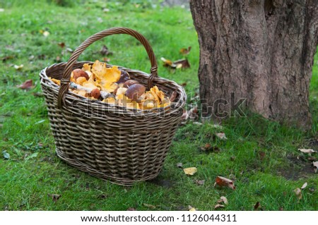 Bright wild mushrooms Leccinum, Boletus, Cep, Chanterelles lies in the wicker basket. Close up with selective focus and neutral soft background of green grass and ground.