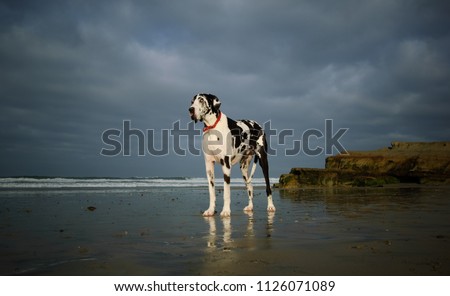 Great Dane dog outdoor portrait standing on beach
