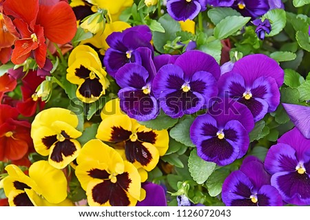 Closeup of colorful pansy flower, The garden pansy is a type of large-flowered hybrid plant cultivated as a garden flower. This image was blurred or selective focus. Royalty-Free Stock Photo #1126072043