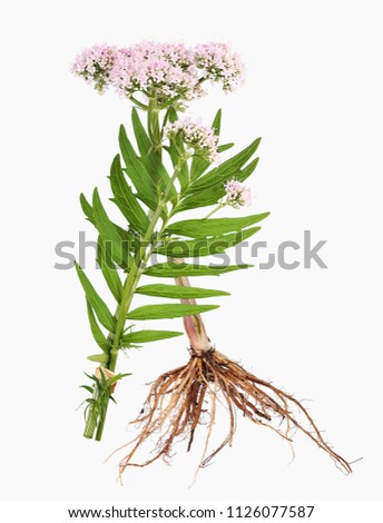 Valerian with root Royalty-Free Stock Photo #1126077587