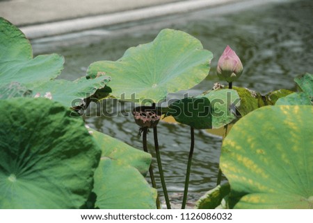Nelumbo nuciferaPink fragrant petal with long thorns like petiole. Flower above water And higher than the leaves. Both flower buds and flowers are sprinkled with young pods and old black.