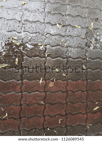 Autumn leaves on a wet path, sidewalk, pavement in the rain, autumn, fall