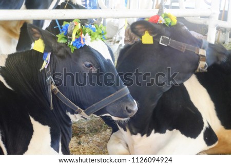 farm black and white cows with colorful flowers on their heads lie on the hay
