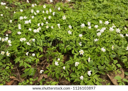 Anemone nemorosa flowers in the forest in a sunny day. Wild anemone, windflowers, thimbleweed.
