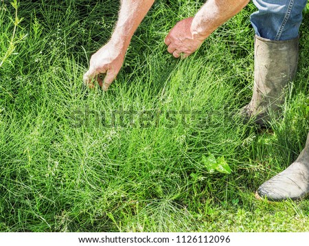 Hands of the gardener in equisetum arvense. Horsetail. Equisetum. Snake grass. Use for medicine