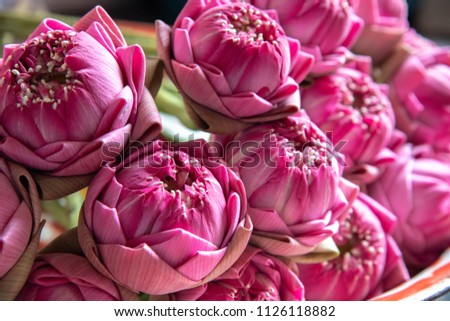 pink lotus thai culture traditional at temple , buddha bless