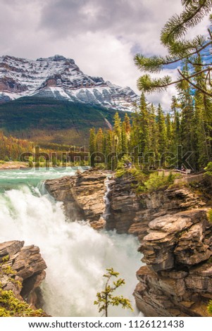 Athabasca Falls, with Canadian Rocky Mountains and pine tree forest on the background, in Jasper National Park, Alberta. 