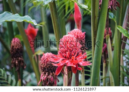 red pink torch ginger plant rain drop