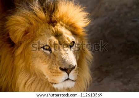 Close Up picture of a male lion staring