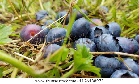 Wild blueberries on the ground in a farm close up 1