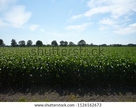 wide corn fields with blue sky
