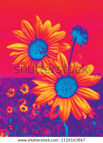 Two sunflowers in a field of sunflowers are post-processed in a three color tone gradient.