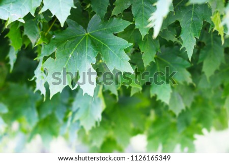 maple leaves close-up