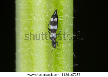 Thrips Thysanoptera (Aeolothrips: Aeolothripidae). Its predatory insect hunting for other, for example plant pests. Royalty-Free Stock Photo #1126167353