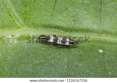 Thrips Thysanoptera (Aeolothrips: Aeolothripidae). Its predatory insect hunting for other, for example plant pests. Royalty-Free Stock Photo #1126167356