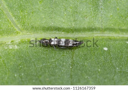 Thrips Thysanoptera (Aeolothrips: Aeolothripidae). Its predatory insect hunting for other, for example plant pests. Royalty-Free Stock Photo #1126167359