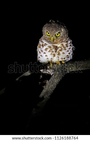 African barred owlet, Glaucidium capense, Bird in the nature habitat in Botswana. Owl in night forest. Wildlife scene from Africa. Animal sitting on the tree branch during dark night.