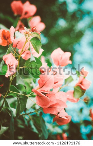 Blossom bougainvillea paper flower. Tropical background.