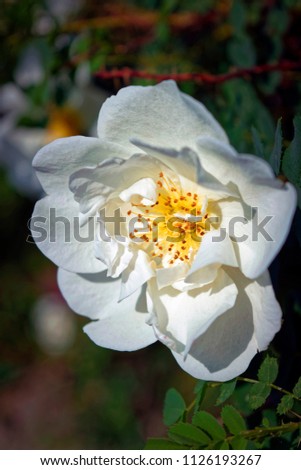 Blooming white wild rose soft focus close-up