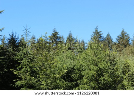Beautiful tops of pine trees against a clear blue sky, taken in the summer.