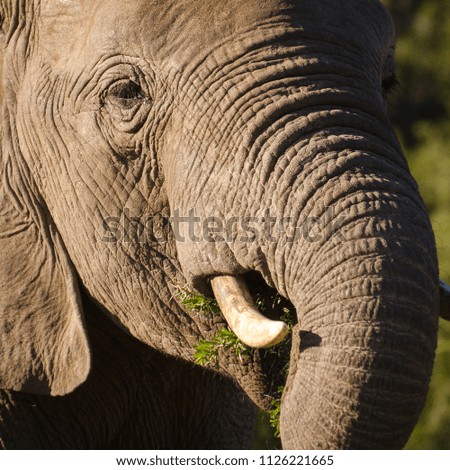 Elephant closeup, tusk proboscis. Addo elephants park, South Africa