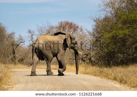 Elephants crossing dirt road, Kruger park, safari animal South Africa