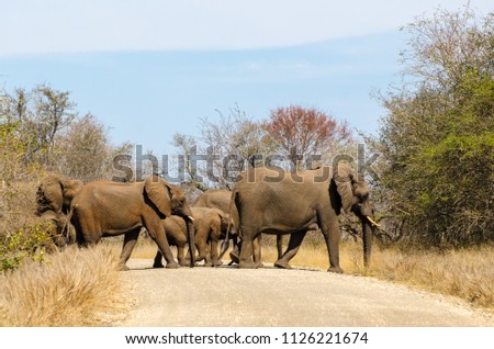 Elephants crossing dirt road, Kruger park, safari animal South Africa