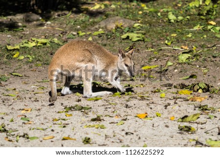 Agile wallaby (Macropus agilis) in the Munich zoo