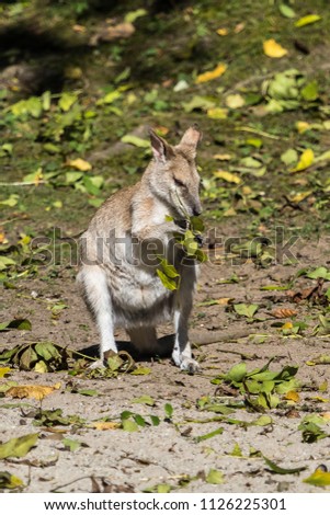 Agile wallaby (Macropus agilis) in the Munich zoo