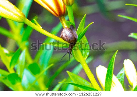 beautiful snail crawls on a flower