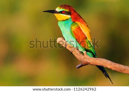 colorful exotic bird with red eyes