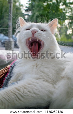 White cat with long hair yawning with closed eyes, green trees in the background
