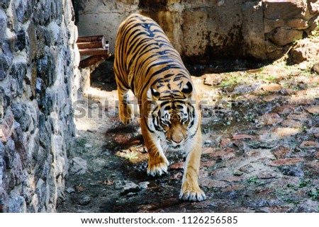 The tiger walks near a stone wall
