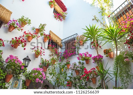 Patio full of flowers in Cordoba, Spain in summer