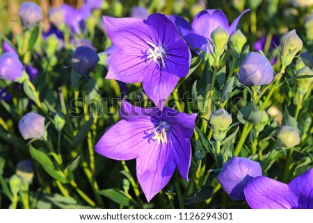 beauitful violt flowers