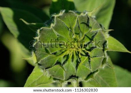 Close up high-angle shot of young green blooming sunflower head. beauty and perfection of abstraction. strange & mysteriously!
