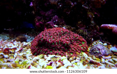 Favites LPS brain coral in saltwater reef aquarium tank 