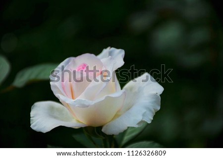 White roses and light pink The blooming on the trees in the garden, Flowers for Valentine's Day and love affair.