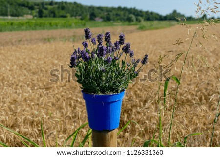 Photo of purple fresh Lavender flowers in closeup