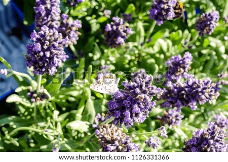 Photo of purple fresh Lavender flowers in closeup