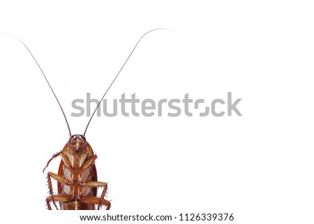 Dead Cockroach isolated on white background. Contagion the disease, Animal,Plague,Healthy,Home concept.Copy space empty blank for your advertisement design.