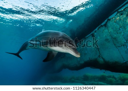 one Dolphin swimming with divers in the Red Sea, Eilat Israel a.e