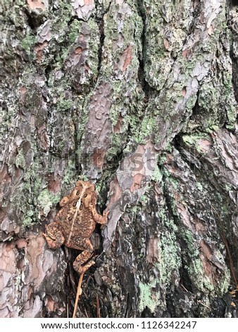 American toad on a tree.