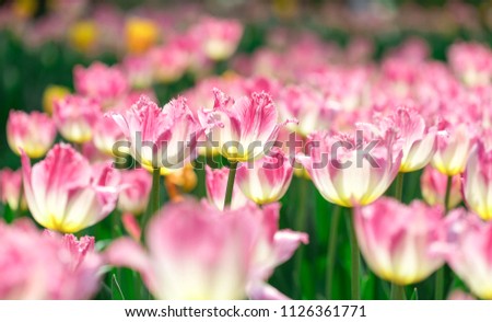 A beautiful tulip background