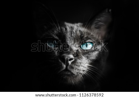 close up blue eyes black cat on black background. Portrait on black background.
